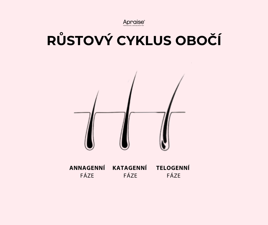 Růstový cyklus obočí